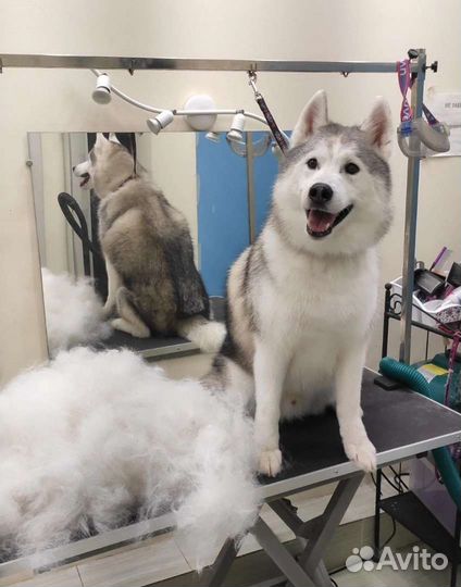 Мытье собак/Экспресс -линька/Груминг