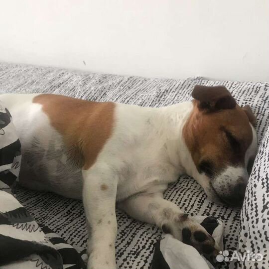 Джек рассел терьер Вязка