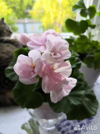 Сортовые пеларгонии