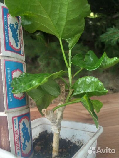 Гибискус сортовый прививка