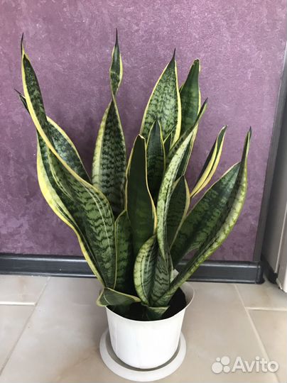 Сансевиерия