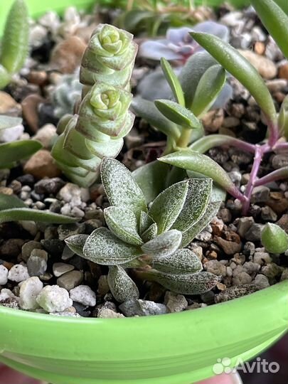 Суккулентный садик