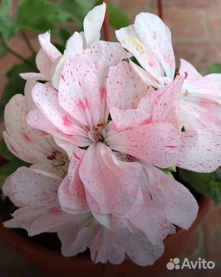 Пеларгонии сортовые