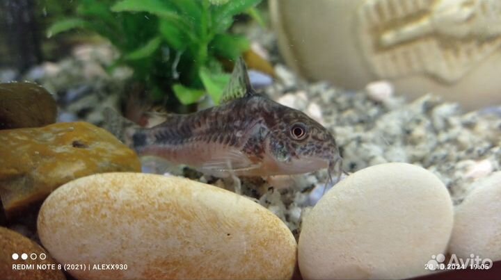 Рыбки вместе с аквариум