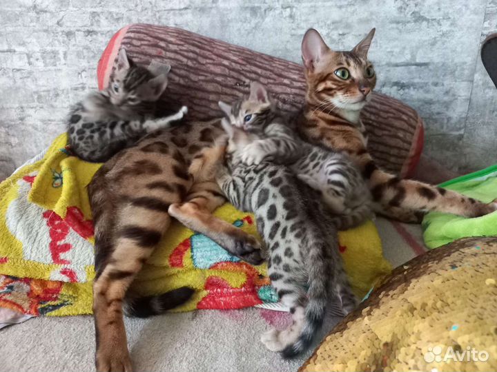 Бенгальские котята