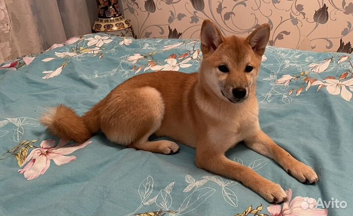 Щенок Сиба ину