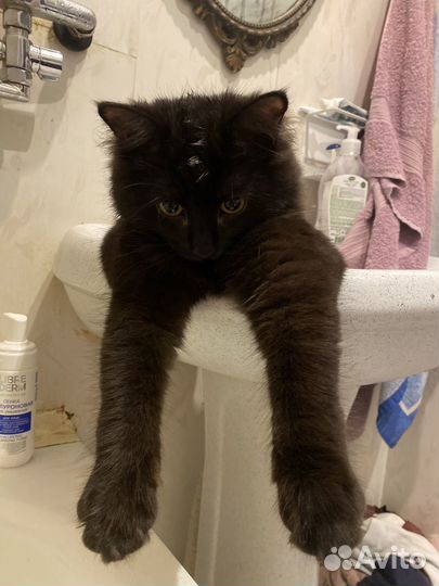 Котик в добрые руки