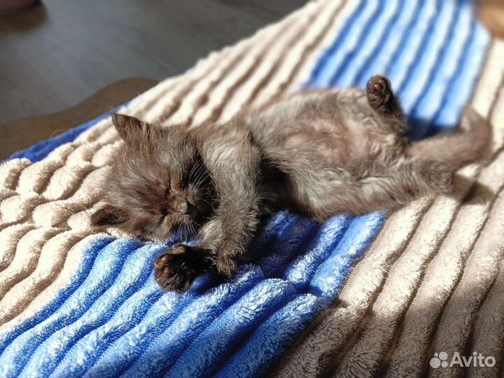 Тьма ищет семью