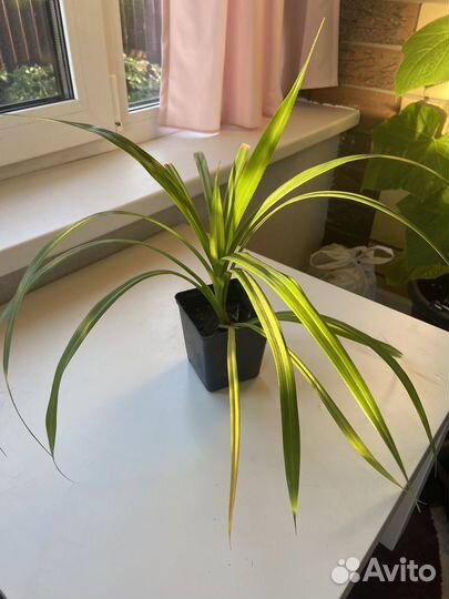 Пальма панданус