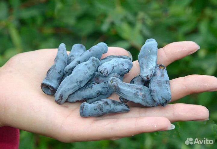 Саженцы Бакчарский Великан