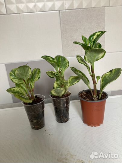 Комнатные растения 2