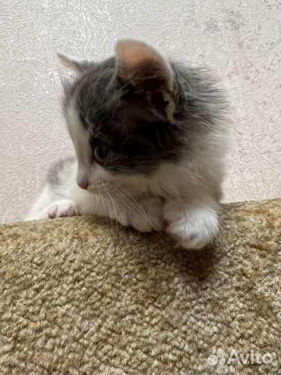 Котята ищут дом