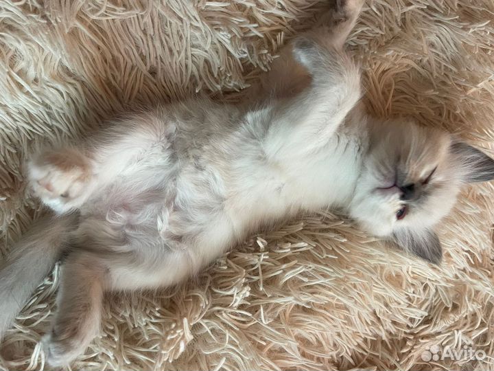 Подарю кошечек папа сиамский, мама британка