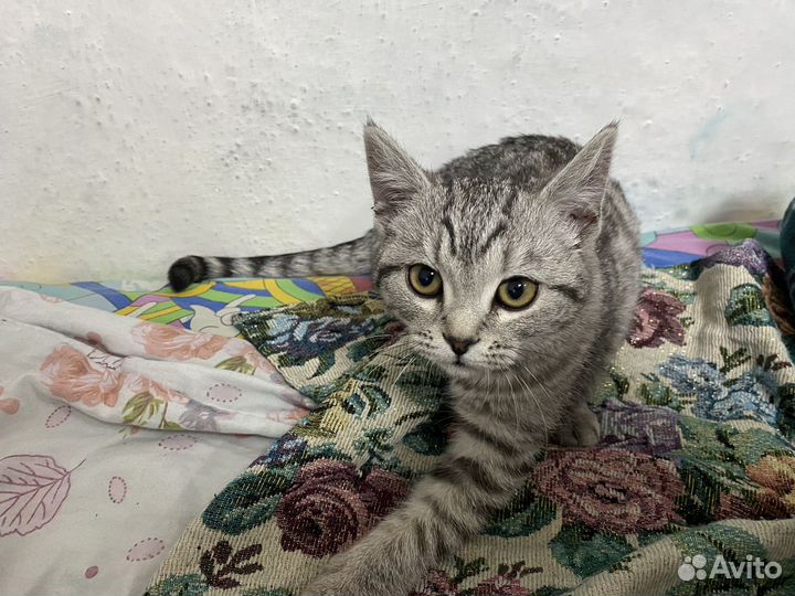 Кошка