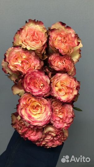 51, 101, 151 розы