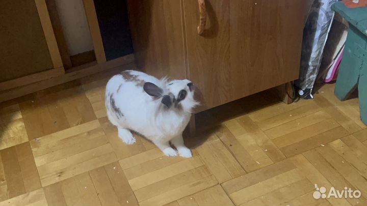 Домашний кролик