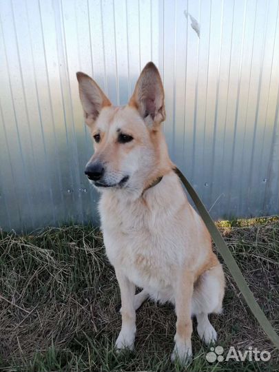 Статная красавица ищет дом в добрые руки