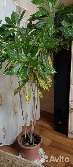 Комнатные растения цветы большие