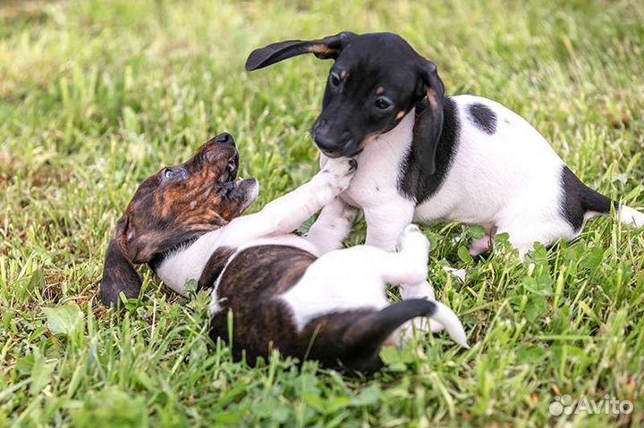 Таксы щенки, мальчики редкого окраса пайболд