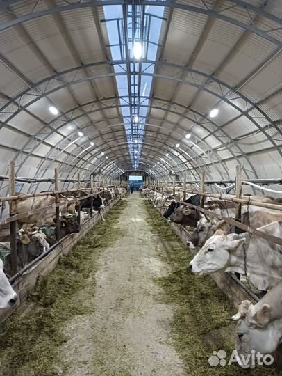 Автоматическое освещение коровников, ферм