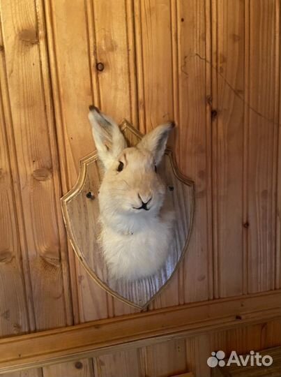 Чучело заяц