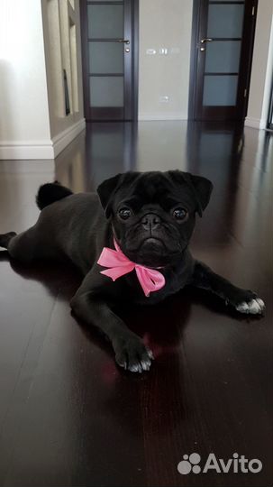 Мопс вязка мальчик