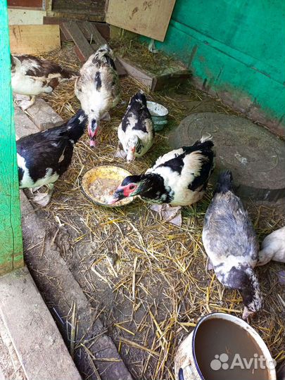 Инкубационное яйцо мускусной утки