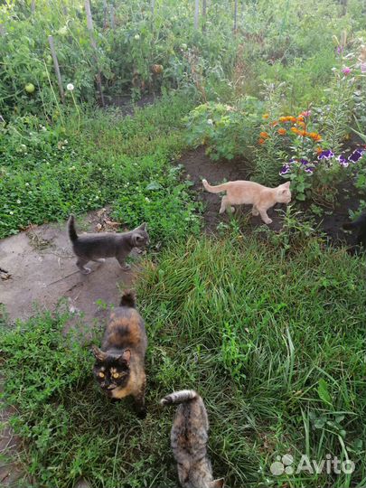 Котята ищут дом