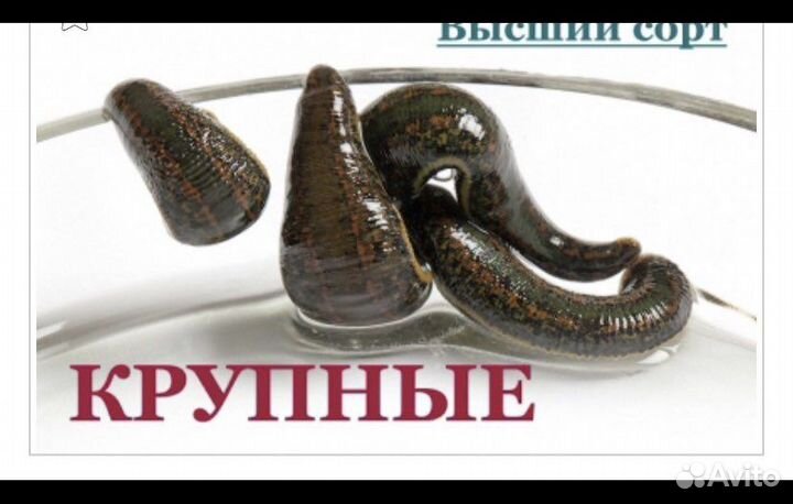 Пиявки медицинские аптечные