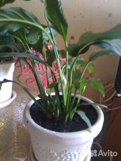 Спатифиллум белый