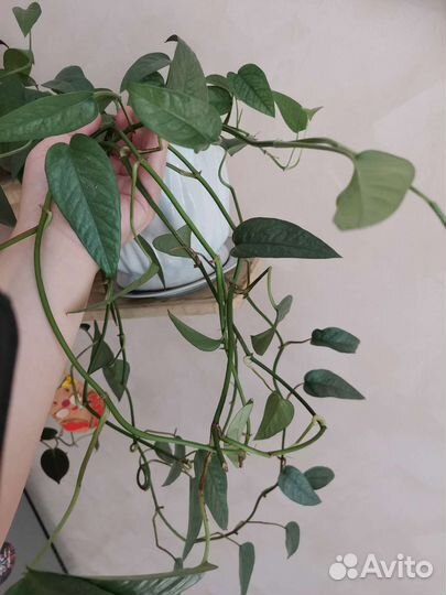 Монстера серебристая (сильвер лиф)