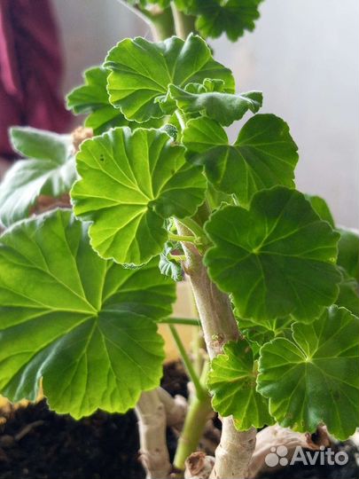 Пеларгония герань