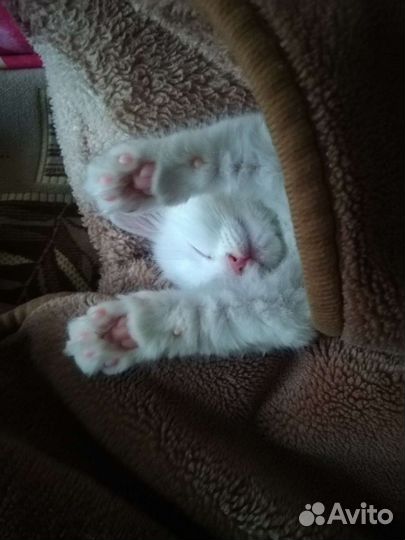 Передержка кошек и грызунов на время отпуска