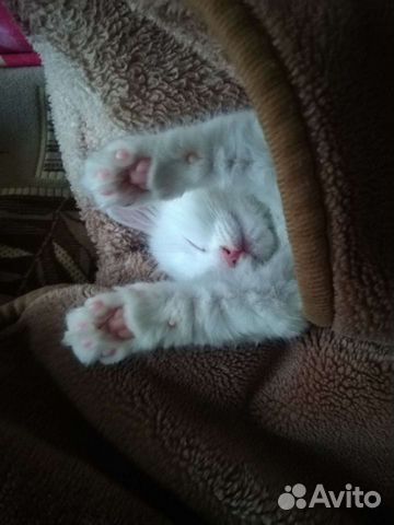 Передержка кошек и грызунов на время отпуска