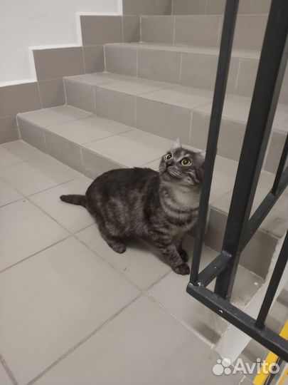 Кошечка молодая, выбросили в подъезд