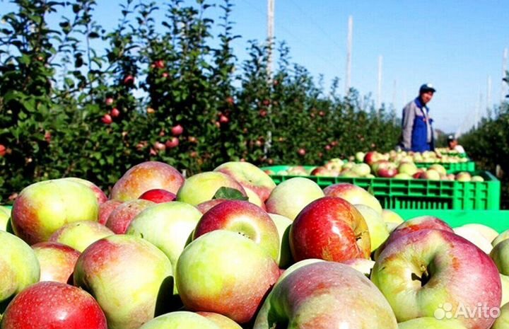 Разнорабочий по сборке яблок на сезон