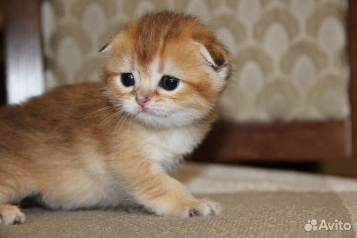 Элитный золотая шиншилла мальчик