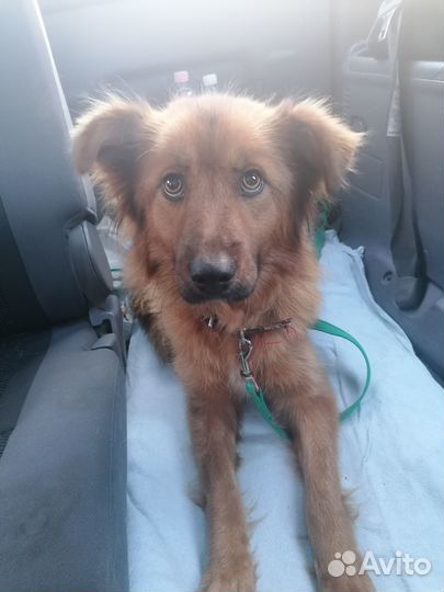 Собака в добрые руки