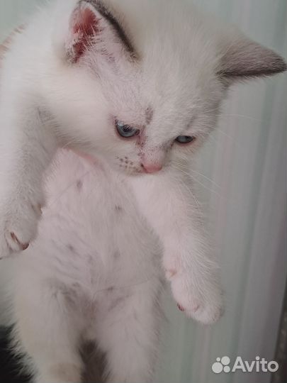 Вислоухие котята