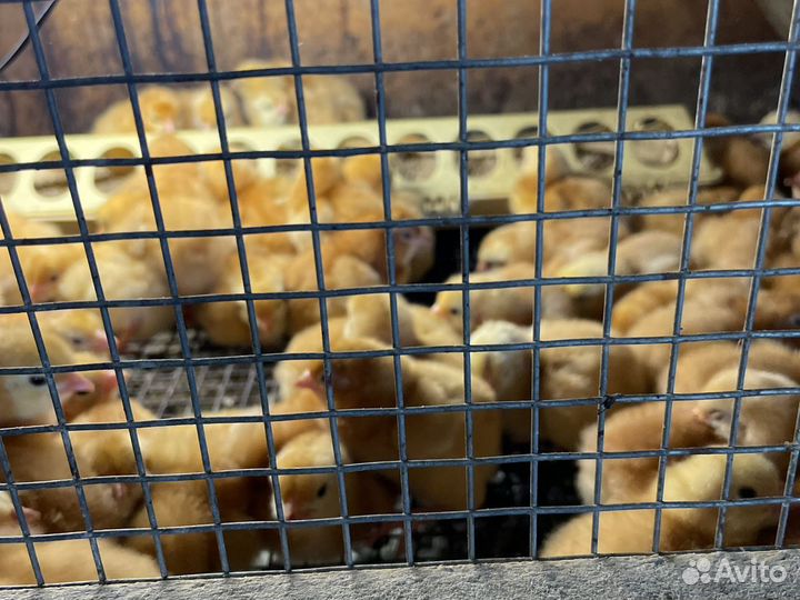 Ципленок бройлера цветной, кобб-500