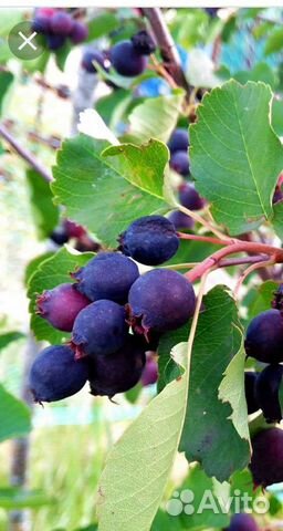 Ирга обыкновенная саженцы