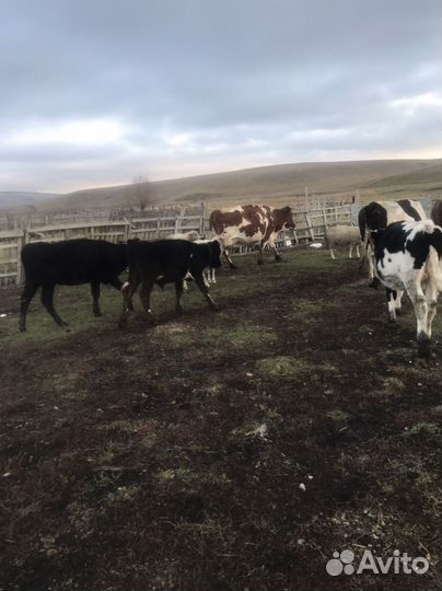 Бык, телки, бараны