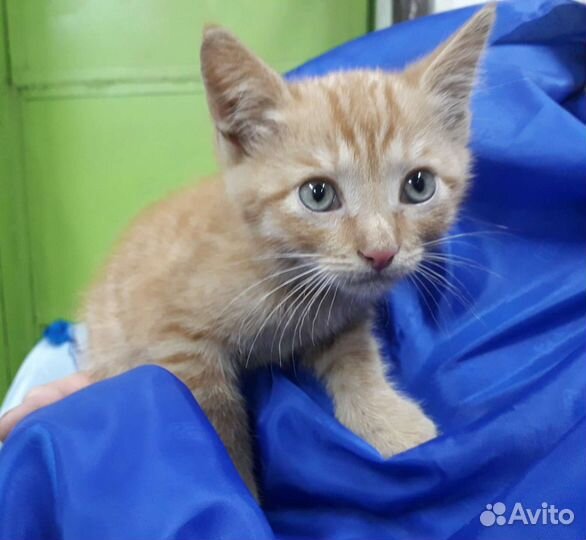 Котик 2 месяца