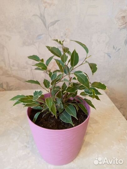 Комнатные растения