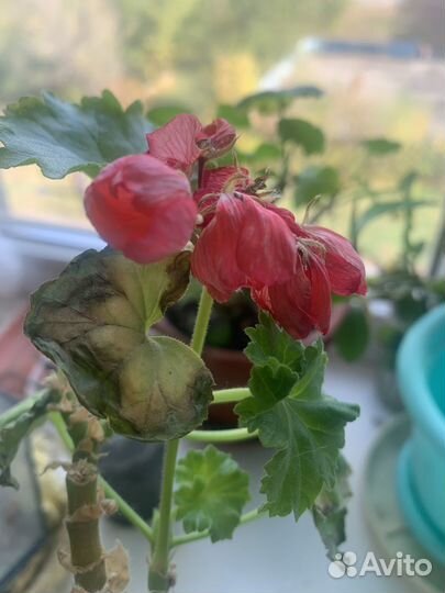 Комнатные растения