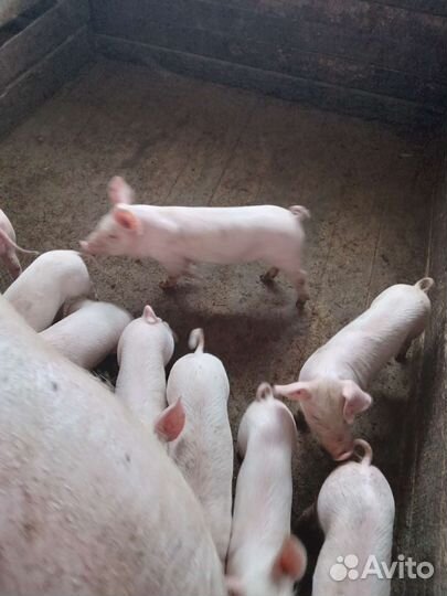 Поросенок 1.5 месяца ландрас