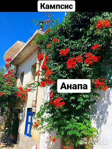 Кампсис лиана саженц