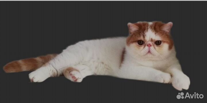 Котик Экзотик