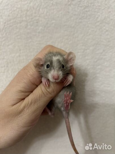 Крысята дамбо Малыши.клетки.доставка