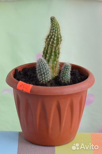 Кактусы в новых горшочках